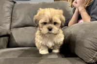 Georgie, a male Lhasa Apso for sale in Buffalo, MO – Photo 9 of 10