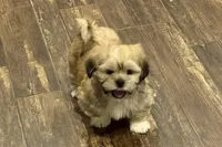 Georgie, a male Lhasa Apso for sale in Buffalo, MO – Photo 3 of 10