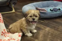 Georgie, a male Lhasa Apso for sale in Buffalo, MO – Photo 8 of 10