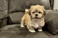 Georgie, a male Lhasa Apso for sale in Buffalo, MO – Photo 7 of 10