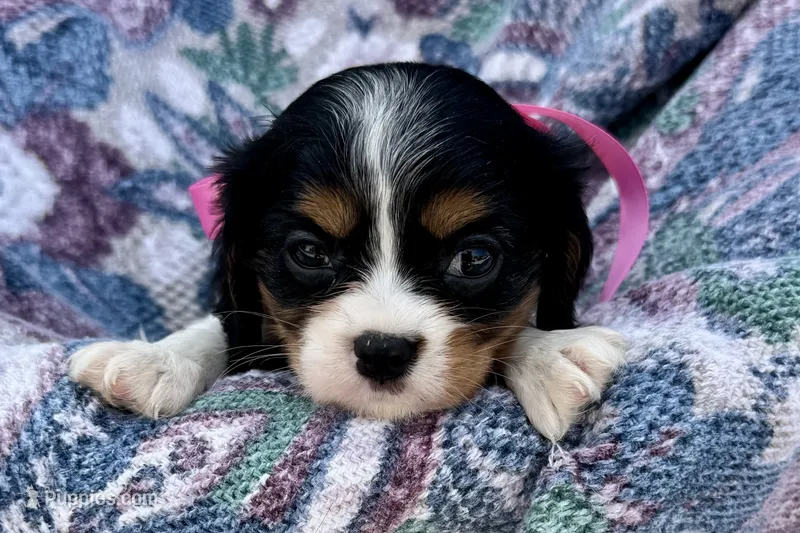 Pyper – Cavalier King Charles Spaniel puppy for sale in Buffalo, MO
