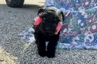 AKC Ariel, a female Miniature Schnauzer for sale in Buffalo, MO – 4 of 10