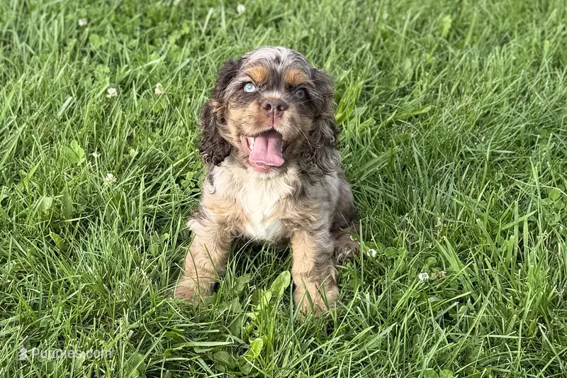 Rusty - AKC Champion Background – Cocker Spaniel puppy for sale in Buffalo, MO