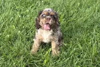 Rusty - Blue Eyes/ AKC Champion Background, a male Cocker Spaniel for sale in Buffalo, MO – 1 of 10