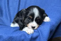 Russ, a male Cavalier King Charles Spaniel for sale in Buffalo, MO – 2 of 9