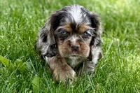 Snickers, a male Cocker Spaniel for sale in Buffalo, MO – 5 of 10