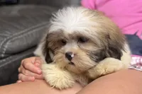 Tater, a male Lhasa Apso for sale in Buffalo, MO – Photo 3 of 8