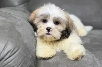 Tater, a male Lhasa Apso for sale in Buffalo, MO – Photo 1 of 8