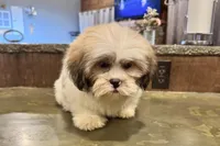 Tater, a male Lhasa Apso for sale in Buffalo, MO – Photo 7 of 8