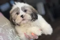 Tater, a male Lhasa Apso for sale in Buffalo, MO – Photo 6 of 8