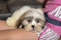 Tater, a male Lhasa Apso for sale in Buffalo, MO – Photo 5 of 8