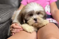 Tater, a male Lhasa Apso for sale in Buffalo, MO – Photo 4 of 8