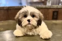 Tater, a male Lhasa Apso for sale in Buffalo, MO – Photo 8 of 8