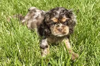 Rusty, a male Cocker Spaniel for sale in Buffalo, MO – 10 of 10