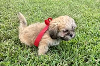 Callie, a female Lhasa Apso for sale in Buffalo, MO – 5 of 6