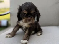 Bluey, a male Cocker Spaniel for sale in Buffalo, MO – 7 of 7