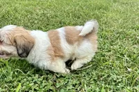 Carter, a male Lhasa Apso for sale in Buffalo, MO – 4 of 10