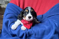 Ryder, a male Cavalier King Charles Spaniel for sale in Buffalo, MO – 9 of 10