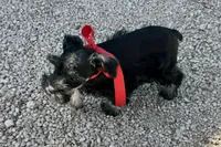 AKC- Addie, a female Miniature Schnauzer for sale in Buffalo, MO – 7 of 10