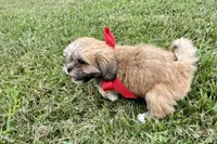 Callie, a female Lhasa Apso for sale in Buffalo, MO – 2 of 6
