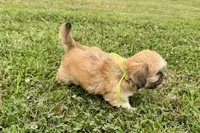 Capri, a female Lhasa Apso for sale in Buffalo, MO – 7 of 9