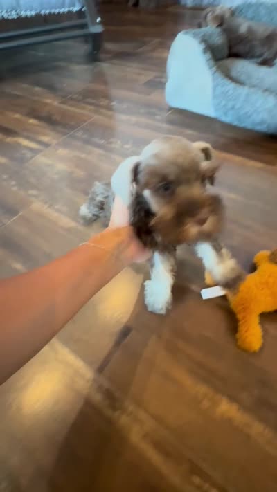 Evan, a male Miniature Schnauzer for sale in Buffalo, MO – 7 of 7