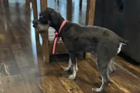 AKC- Addie, a female Miniature Schnauzer for sale in Buffalo, MO – 8 of 10
