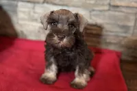 Evan, a male Miniature Schnauzer for sale in Buffalo, MO – 4 of 7