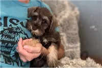 Chela, a female Miniature Schnauzer for sale in Buffalo, MO – 5 of 6