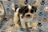 Chippy, a male Miniature Schnauzer for sale in Buffalo, MO – 3 of 6