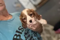 Maggie, a female Cavalier King Charles Spaniel for sale in Buffalo, MO – 8 of 8