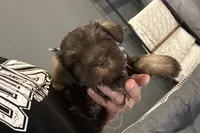 Evan, a male Miniature Schnauzer for sale in Buffalo, MO – 2 of 9