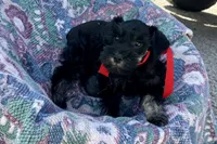 AKC- Addie, a female Miniature Schnauzer for sale in Buffalo, MO – 6 of 10