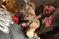 Ebby - AKC, a female Miniature Schnauzer for sale in Buffalo, MO – 6 of 9