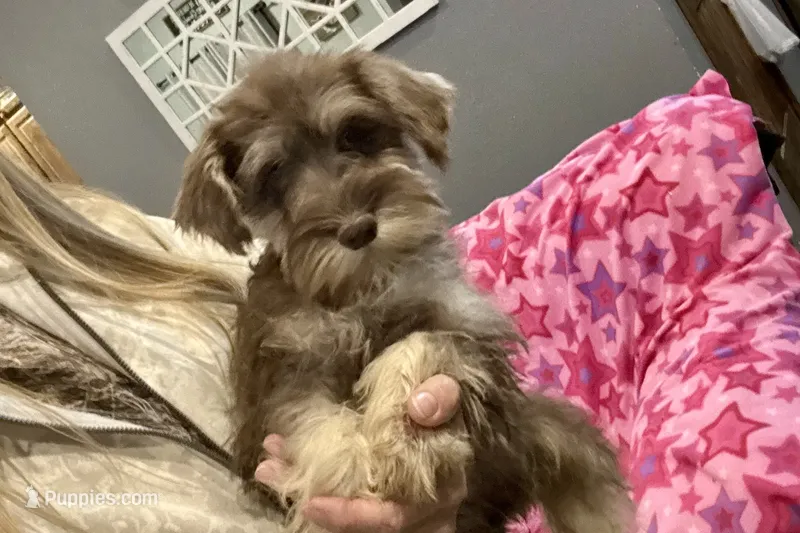 Chela – Miniature Schnauzer puppy for sale in Buffalo, MO