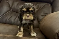 Bluey, a male Cocker Spaniel for sale in Buffalo, MO – 2 of 7