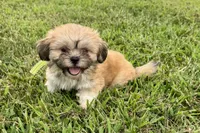Capri, a female Lhasa Apso for sale in Buffalo, MO – 2 of 9