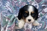 Paris, a female Cavalier King Charles Spaniel for sale in Buffalo, MO – 3 of 10