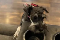 AKC- Addie, a female Miniature Schnauzer for sale in Buffalo, MO – 4 of 10