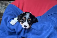 Ryder, a male Cavalier King Charles Spaniel for sale in Buffalo, MO – 5 of 10