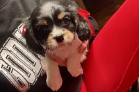 Renley, a female Cavalier King Charles Spaniel for sale in Buffalo, MO – 2 of 9