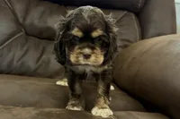 Bluey, a male Cocker Spaniel for sale in Buffalo, MO – 5 of 7