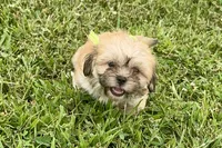 Capri, a female Lhasa Apso for sale in Buffalo, MO – 4 of 9