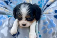 Patrick, a male Cavalier King Charles Spaniel for sale in Buffalo, MO – 5 of 10