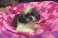 Tizzy, a female Lhasa Apso for sale in Buffalo, MO – 2 of 6