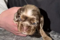 Lucky, a male Cocker Spaniel for sale in Buffalo, MO – Photo 2 of 5