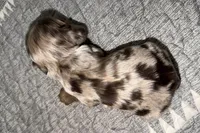 Lucky, a male Cocker Spaniel for sale in Buffalo, MO – Photo 1 of 5