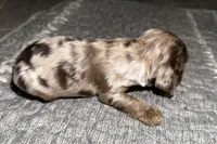 Lucky, a male Cocker Spaniel for sale in Buffalo, MO – Photo 5 of 5