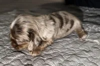 Lucky, a male Cocker Spaniel for sale in Buffalo, MO – Photo 4 of 5