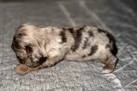 Lucky, a male Cocker Spaniel for sale in Buffalo, MO – Photo 3 of 5